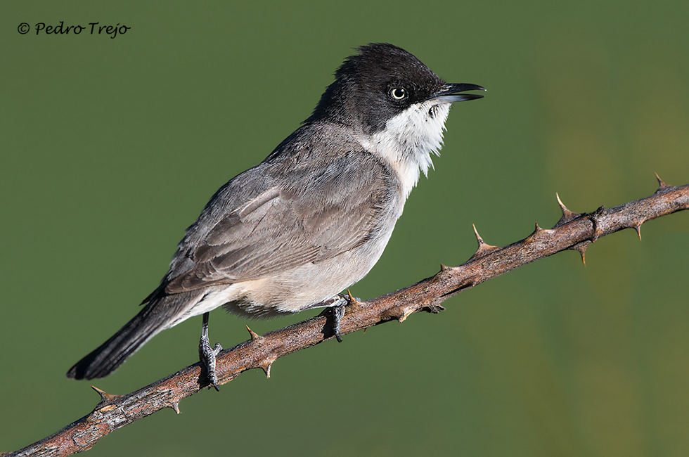 Curruca mirlona (Sylvia hortensis)